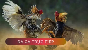 Bí Quyết Chơi Đá Gà WS168 Tại 8DAY Để Thắng Lớn 2025